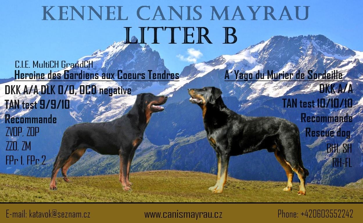 Vrh B  CH  Canis Mayrau