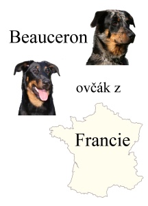 Beauceron a Ovčák z Francie