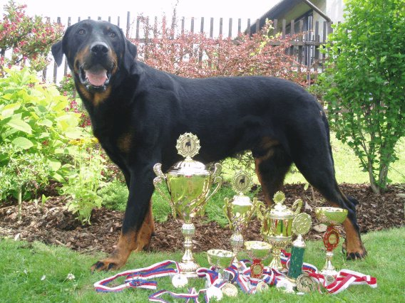 Stanovy Beauceron Klubu Cr