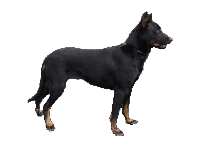 beauceronp.gif